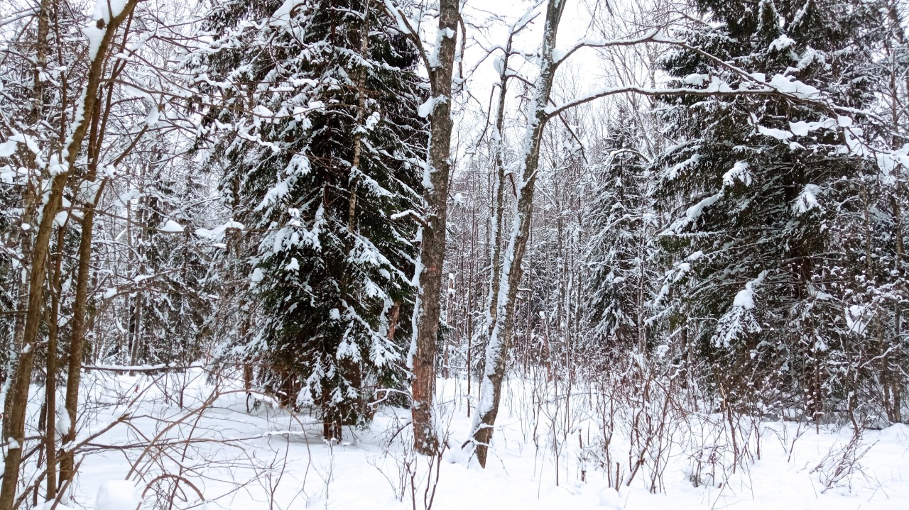 laivelis в LOOKY — #январь24