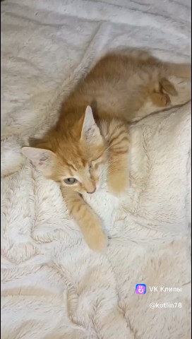 Котлин_Остров_Котов_Кронштадт в LOOKY. #спасликотят,#помощьбездомнымжиаотным,#cat,#. #спасликотят #помощь...
