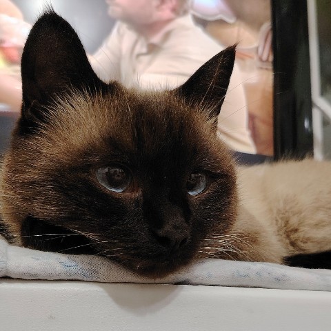 Looky_1721821026361 в LOOKY. #котиксаймон. #котиксаймон