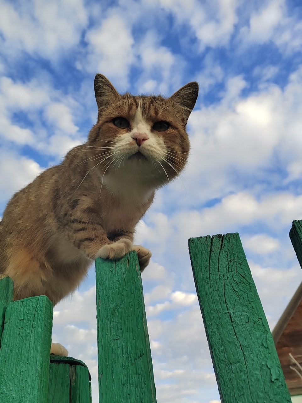 Looky_1701322789284 в LOOKY — [#котвася ](котвася)
