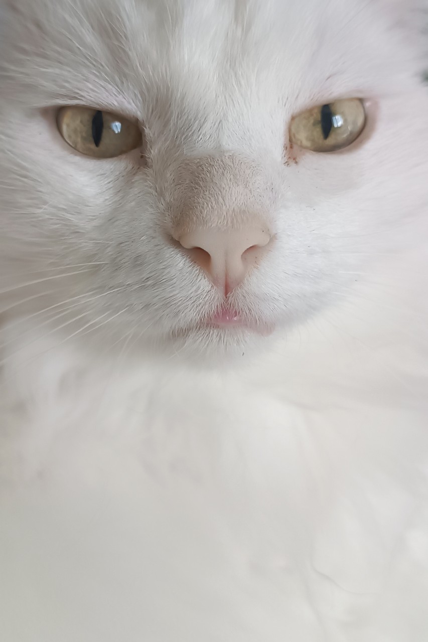 Елена in LOOKY