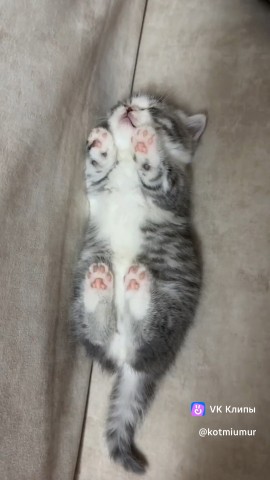Senya в LOOKY — #Котя