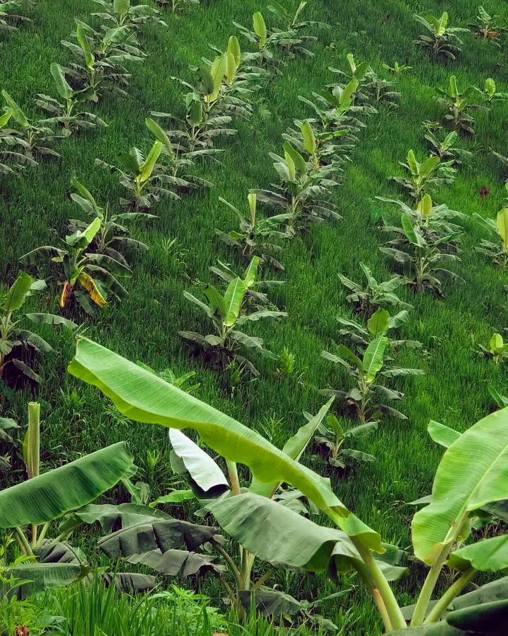 Banana Farming 
Khagrachhari, Bangladesh