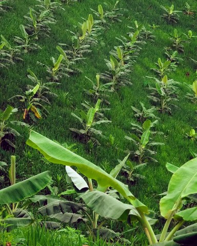 Masum_Parbez в LOOKY. . Banana Farming 
Khag...