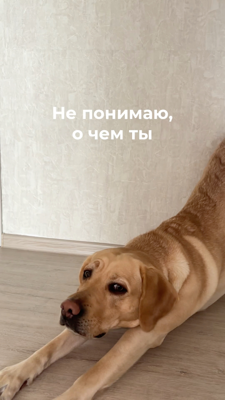 На связи лабрадор Бен-Бен в LOOKY. #263835222,#DogMomLife,#MomAndPup,#FamilyVibes,#LifeWithPets. За эти вкусняшки я с...