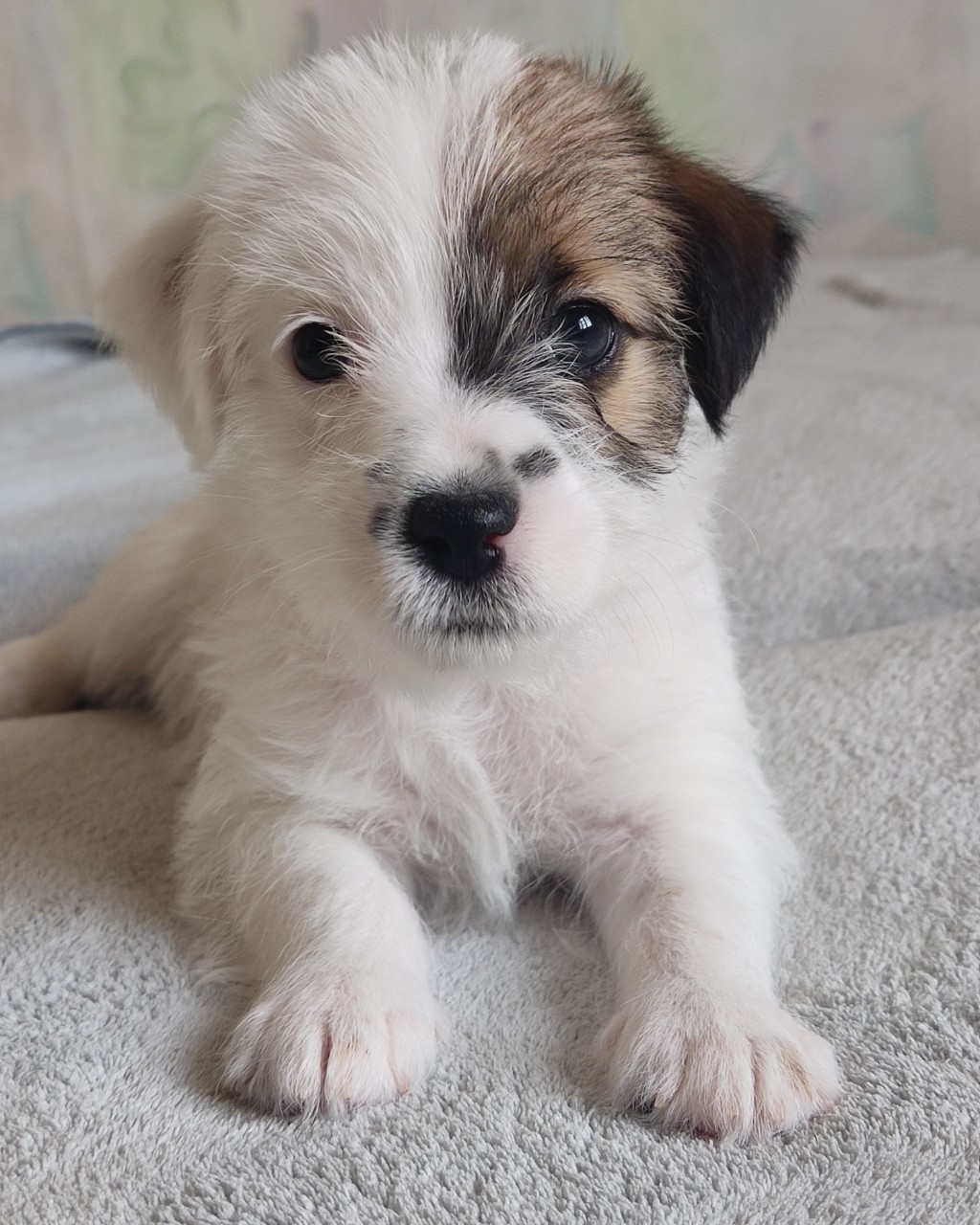 allegro_diavoletto_kennel в LOOKY — фото 1