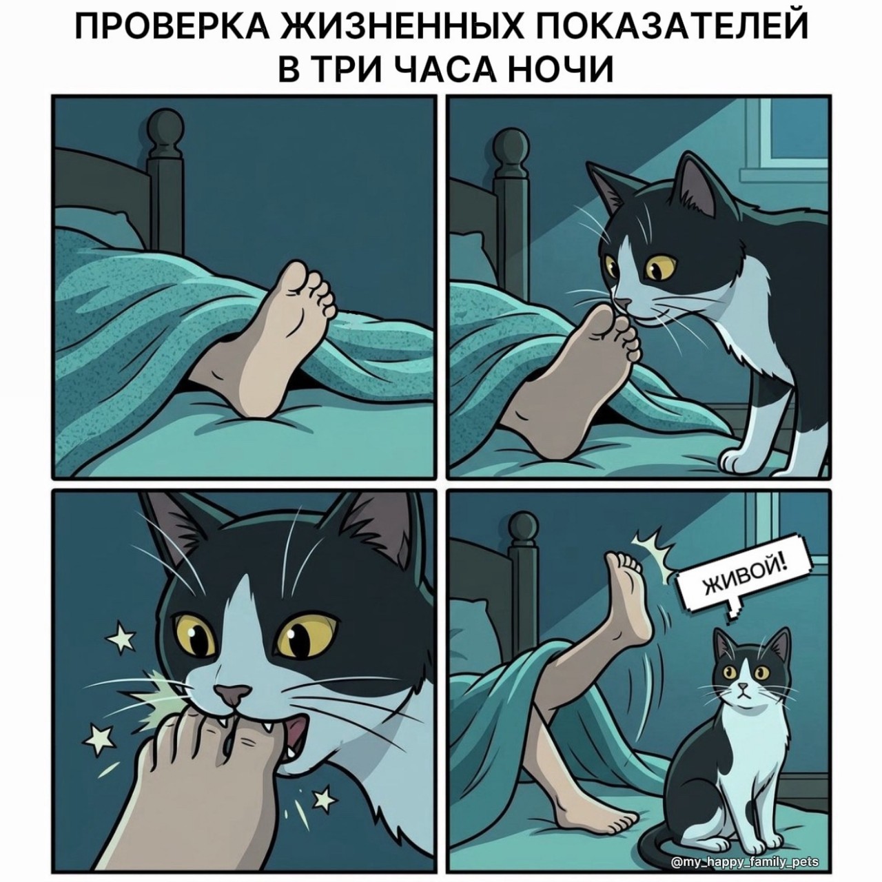  в LOOKY — Одна из ночных проверок
#ночь #кот #кусь