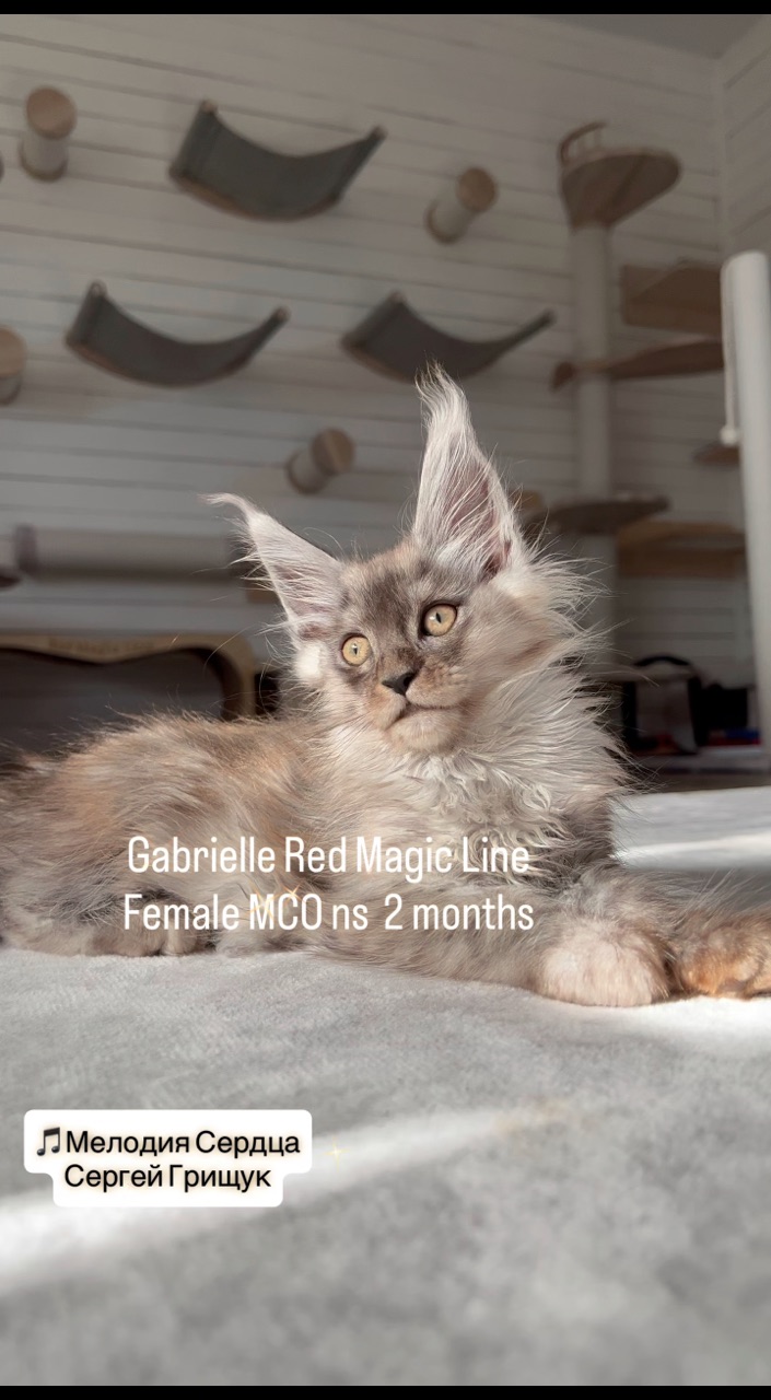 elena.vishneva в LOOKY. #redmagicline,#silvermainecoonkitten,#mainecoonkitty,#blacksmokemainecoonkitten,#котенокмейнкунмосква. Дымная Принцесса Габ...