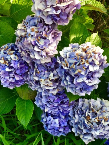 Nellya в LOOKY. #природа,#мойвзгляд. #природа #мойвзгляд