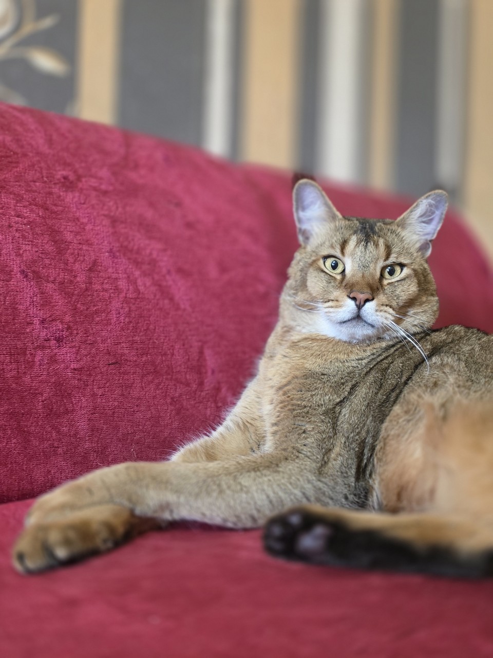 afina_zeus в LOOKY. #кот,#кошка,#коты,#кошки,#мыизкотограма,#большиекошки,#редкиекошки,#красивыекошки,#гибридныекошки,#фотомомент,#моифото,#фотомодель,#фотокота,#looky,#looky_official,#looky_контент,#looky_кошки. Привет,  друзья!
Вто...