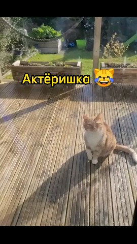 Смешные видео в LOOKY. #любовь,#мило,#смешно,#смех,#умора,#юмор,#ржака,#смешноевидео,#смешное_видео,#видео,#топвидео,#прикол,#приколы,#ржунемогу,#ржач,#шутка,#шутки,#позитив,#топ,#лучшее,#весело,#веселье,#животные,#котики,#котик,#актер,#милашки,#милота,#милоисмешно,#мило_и_смешно,#кот,#кошка,#котэ,#смешныеживотные,#смешные_животные,#милыеживотные,#милые_животные,#милыепитомцы,#милые_питомцы,#домашниепитомцы,#домашние_питомцы,#домашниеживотные,#домашние_животные,#угар,#угарно,#тренд,#втренде,#подборка,#рекомендация,#рекомендации,#доброеутро,#времялюбви,#looky,#lookylove,#cats. Срочно вручите ему о...