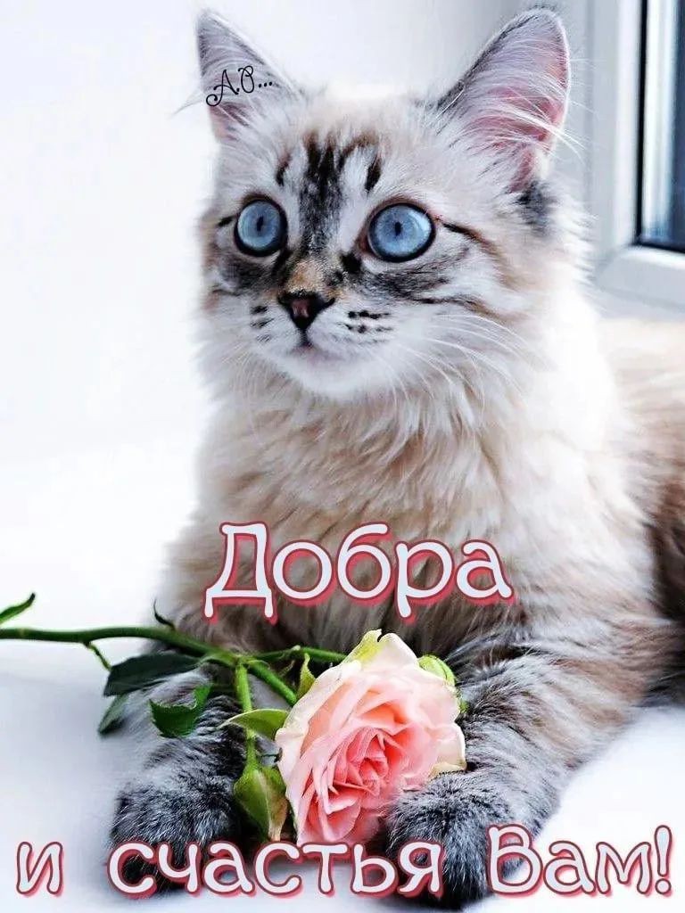 Сириус в LOOKY — публикация