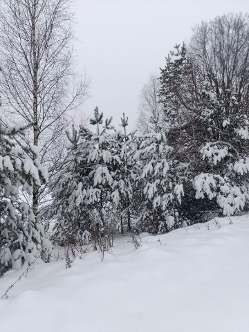 Виктория в LOOKY. #елки,#снег,#январь. Красота зимой❄️❄️❄️#...