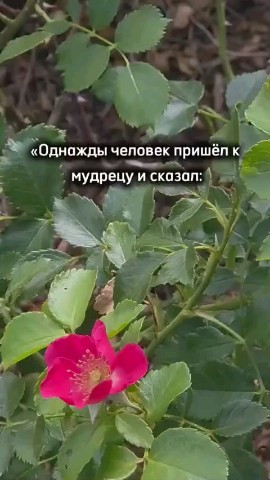 ВОЛК СЕРЫЙ в LOOKY — публикация