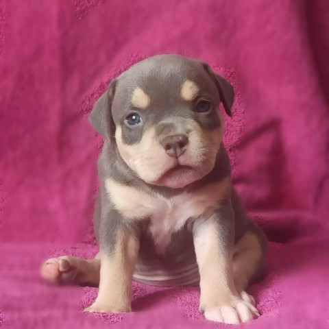 Uralskiy division в LOOKY. #bully#puppiesbully. Жозефина достойная п...