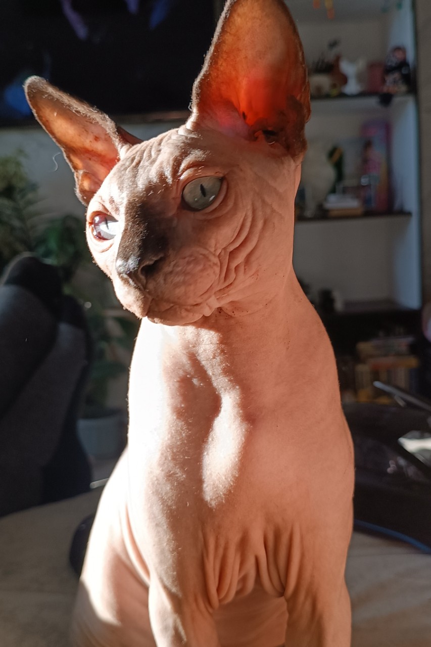 Елена в LOOKY. . Кот Юпи