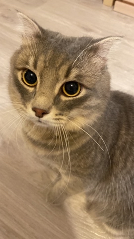 ad29091982 в LOOKY. #кот. #кот
