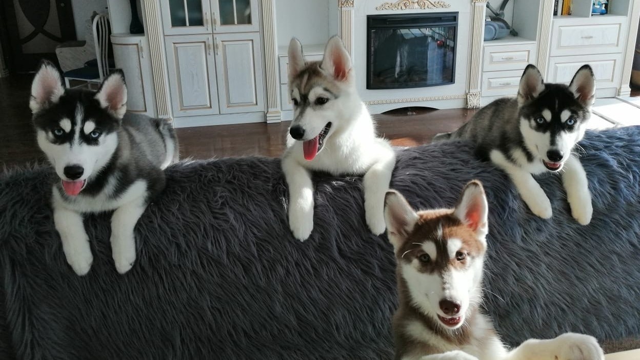 Константин Корзов в LOOKY. #хаски,#стая. Наши девочки 🤗 #хас...