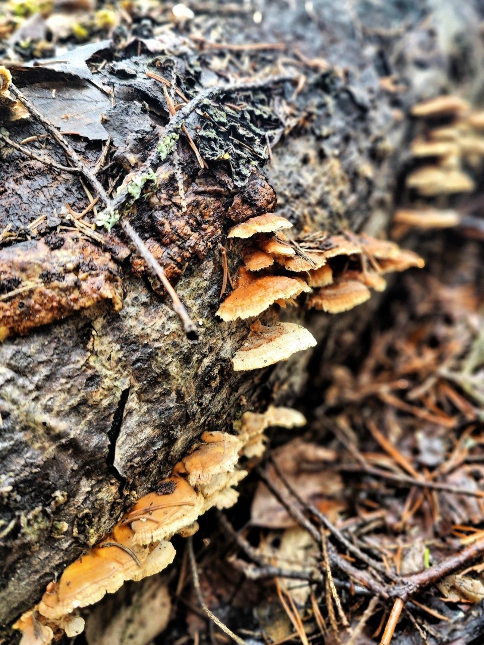 Виктор в LOOKY — фото 2