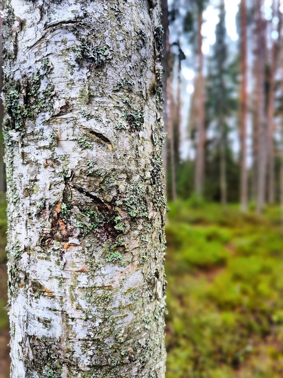 Виктор в LOOKY — фото 1