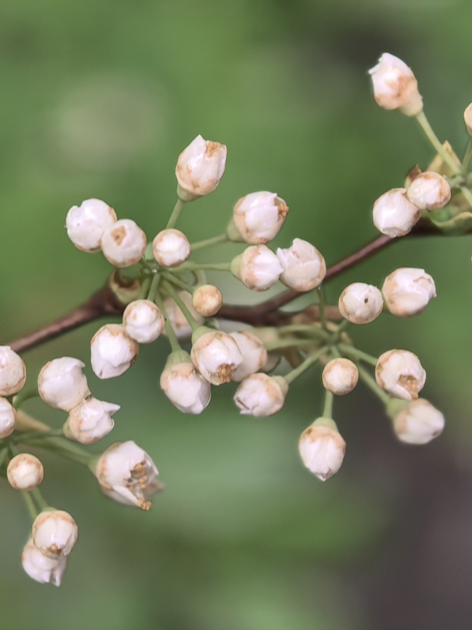 Kamenka в LOOKY — фото 7