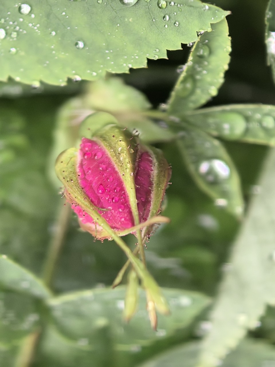 Kamenka в LOOKY — фото 8