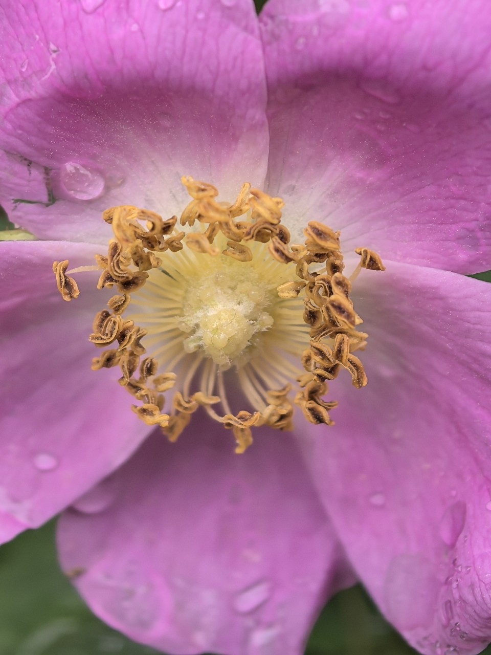 Kamenka в LOOKY — фото 10