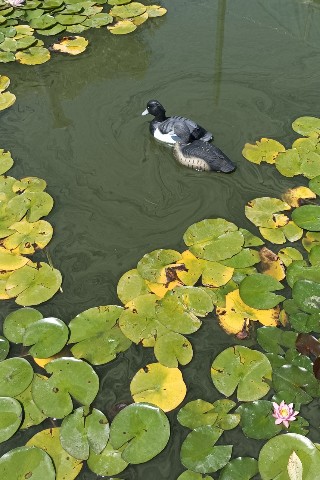 Мила в LOOKY. . [#пруд ](пруд)