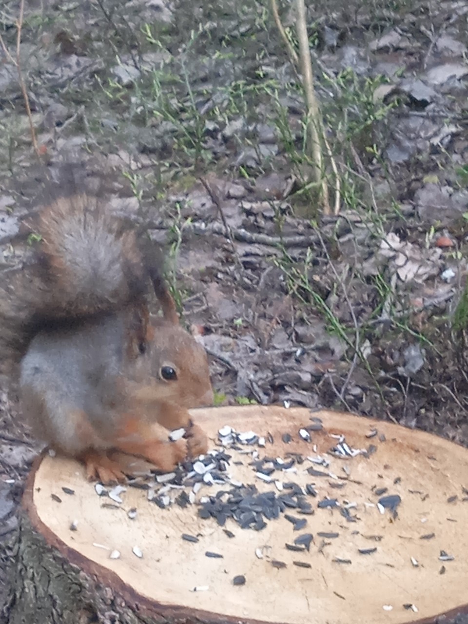 Лесное и другое