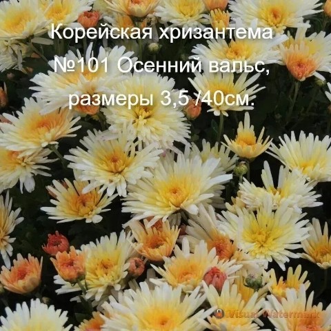 svetlanaklimenko603te9ps1k в LOOKY. #черенкипочтой#корейскаяхризантема#корейка#дубки#питомник#. Принимаю заказы на в...