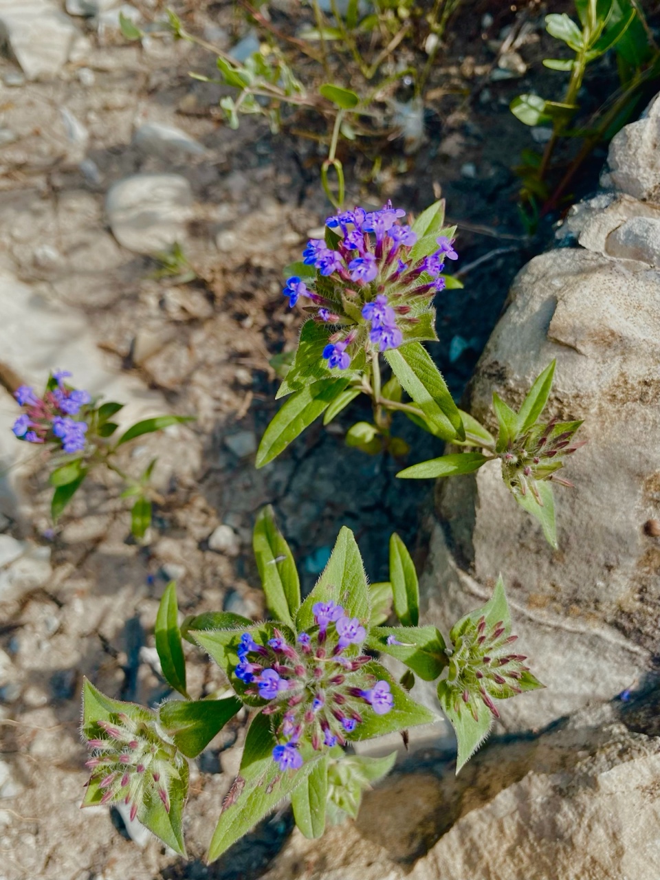 nina_melekhova в LOOKY — фото 7