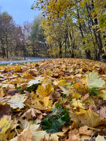 lyudmila_mishkoy в LOOKY. . Звучала музыка во мн...
