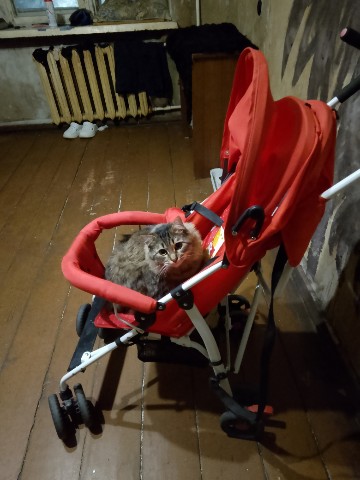 Амшер в LOOKY. . Что делают коты когд...