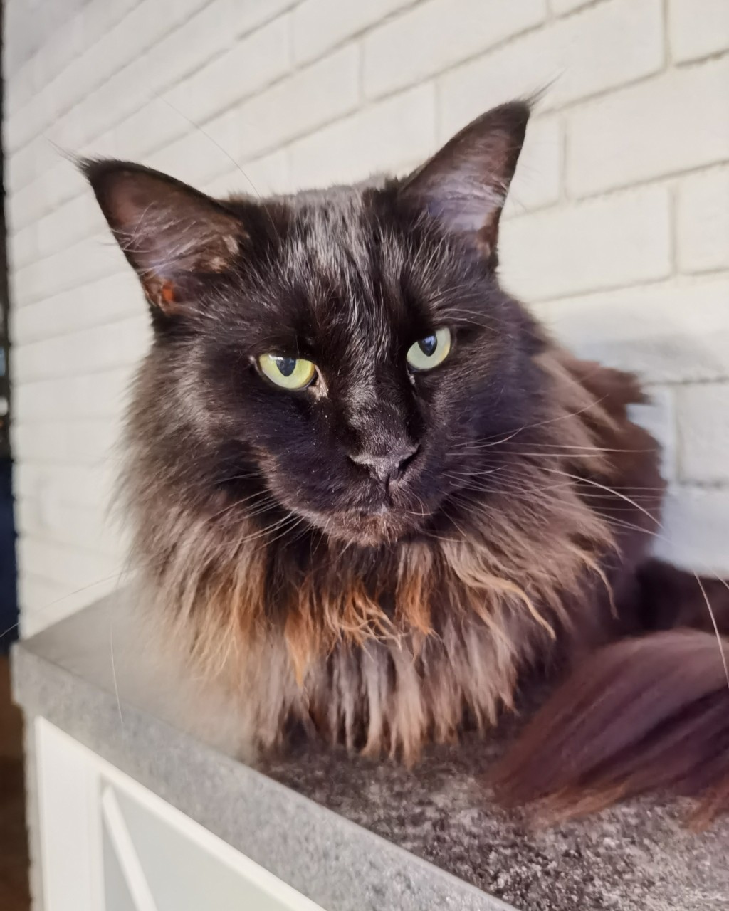 Принцессе Джесс 4 годика 😺 В день её появления у нас был задан вопрос: сколько нас сейчас на кухне? Первый ответ был пятеро. А потом отодвинули стул и из под скатерти показалась маленькая, только что проснувшаяся Джесс 😺 #семья #мейнкун #кошка #принцесса #деньрождения [#праздник ](праздник)