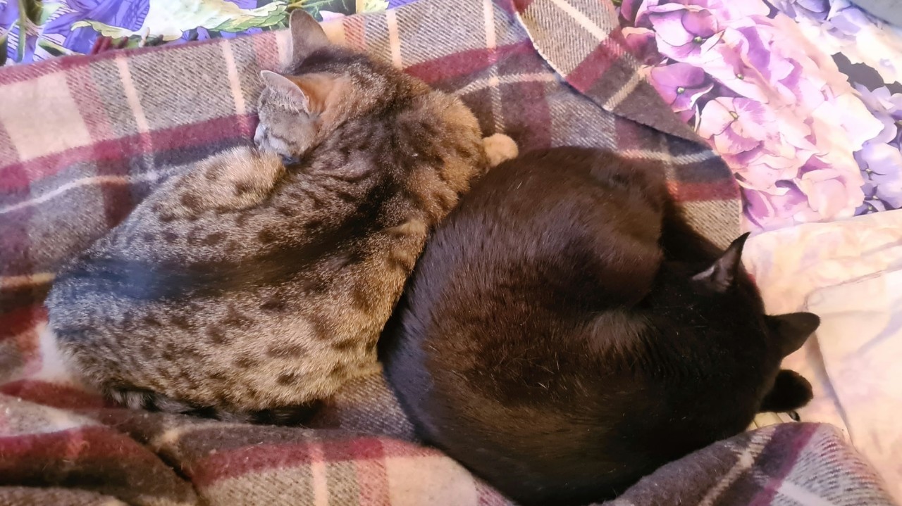 #котики_обормотики