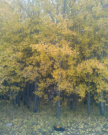 Looky_172363916110598 в LOOKY — Осень.