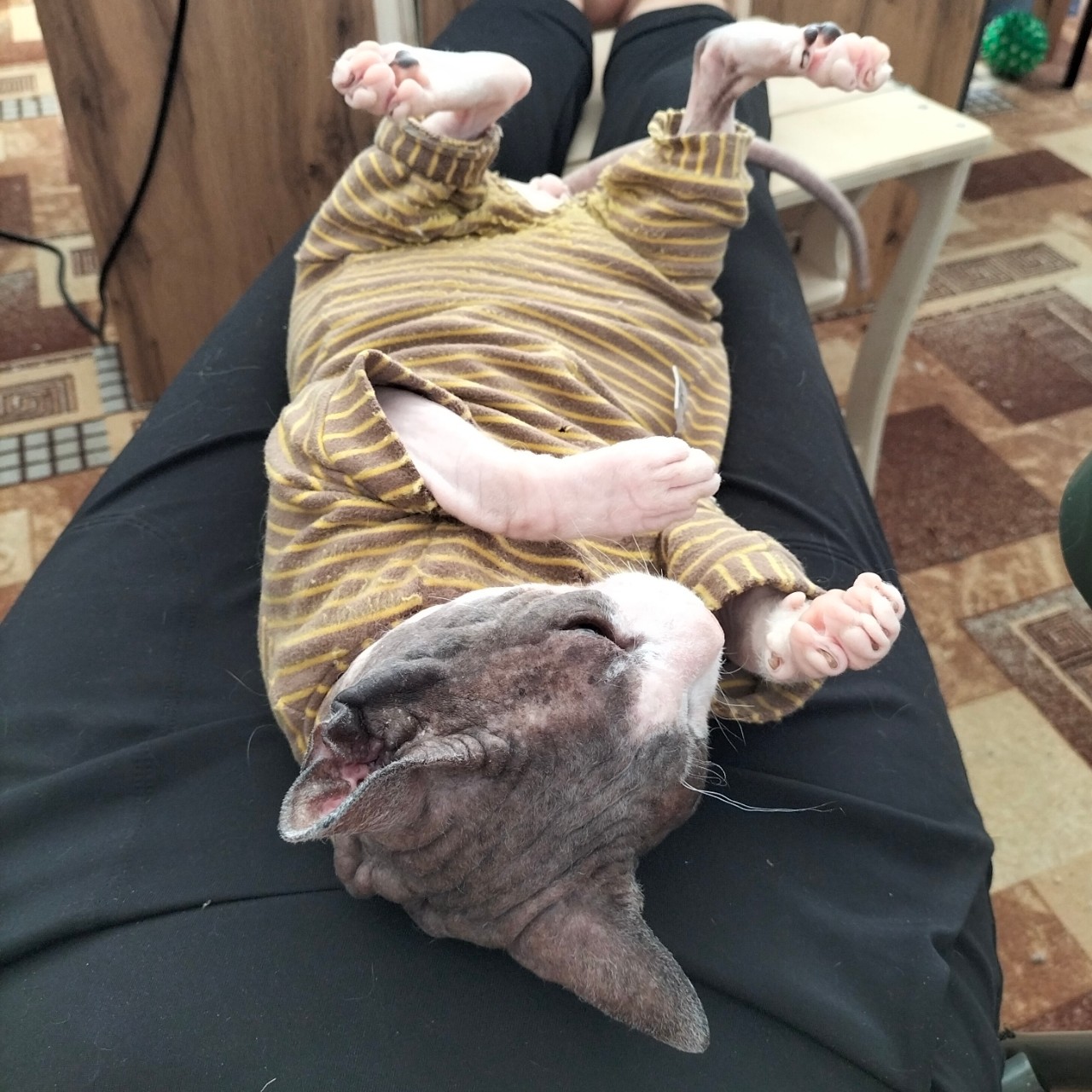 PetsStalkerS in LOOKY. #котики. Ждём тепла и котяшим...