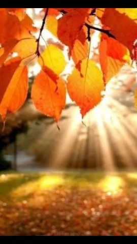 Мой путь день за днём в LOOKY — Наша прогулка Осенью 🍂