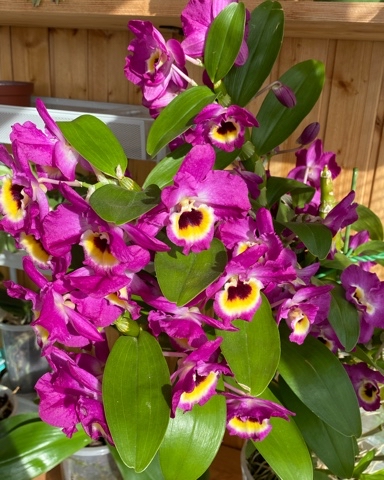 yuliashchadnykh в LOOKY. #дендробиумнобиле,#орхидея,#орхидеи,#orientalgemmidnight,#dendrobium,#цветы,#цветение,#цветынабалконе,#хобби,#веснаидет,#завтрамарт,#29февраля. «Медовичок» в этом г...