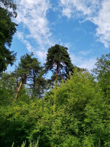 sakura1315 в LOOKY. #фото,#лето,#август,#природа,#прогулка,#небо,#photo,#summer,#nature,#photooftheday,#bluesky,#august,#looky,#looky_Top,#looky_official. ✨ Август

#фото #лет...