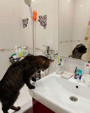 Looky_172915933227128 в LOOKY. #кот,#котэ,#питомец,#просто_кузьма,#красавчик. Кто здесь красавчик?...