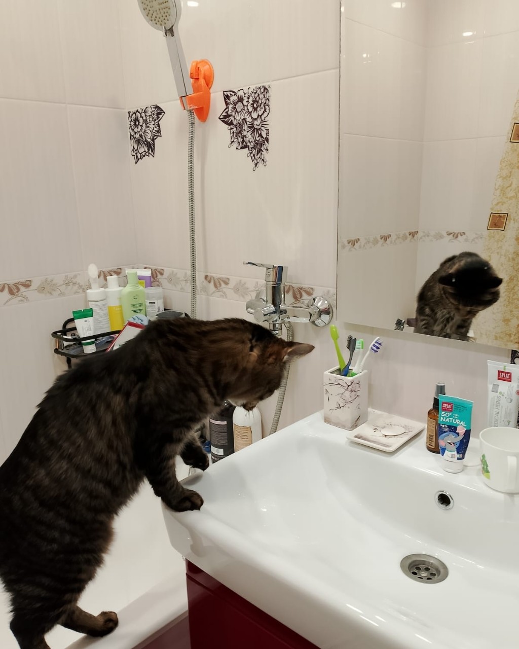 Кто здесь красавчик?))) #кот #котэ #питомец #просто_кузьма #красавчик