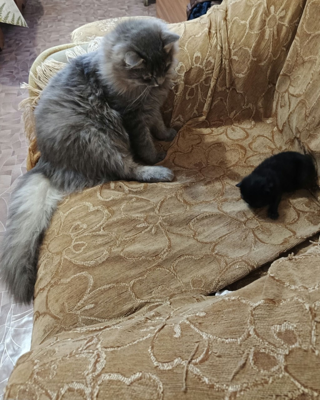 Ангел in LOOKY. . Усатый нянь🐱