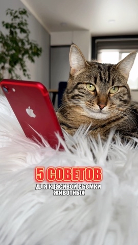 gryzinenko в LOOKY. #LOOKY_фичи,#LOOKY_help,#LOOKY_team. Милых мордочек в лен...