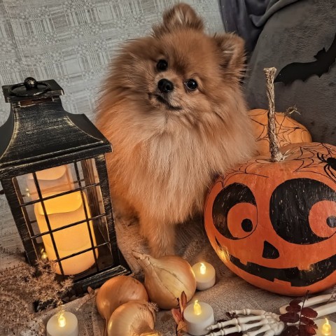 Looky_1700668590849 в LOOKY. . Хэллоуин 🎃

[#хелло...