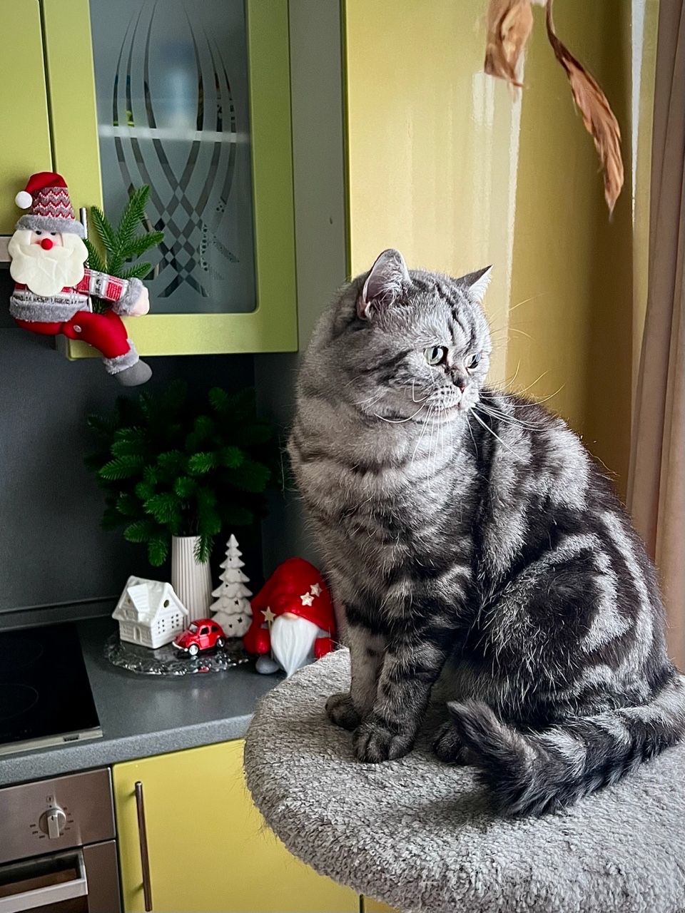 british_mars_cat