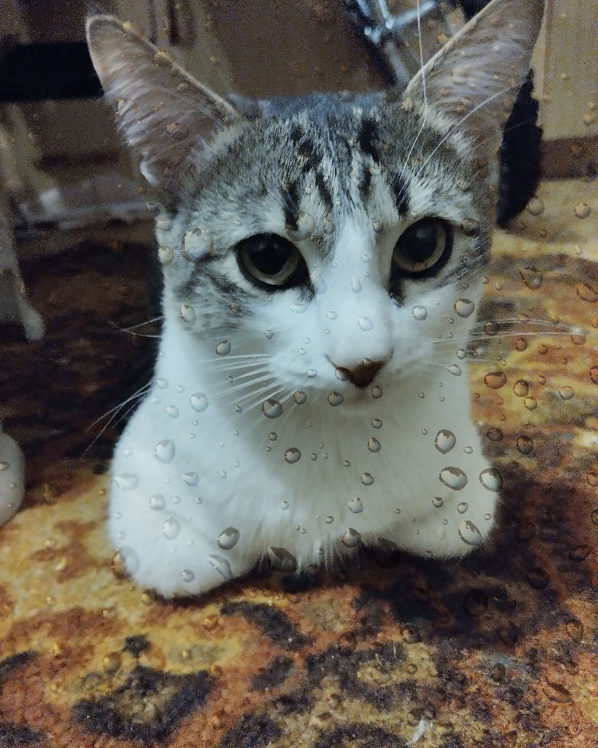 Кот Мурчик in LOOKY. . 