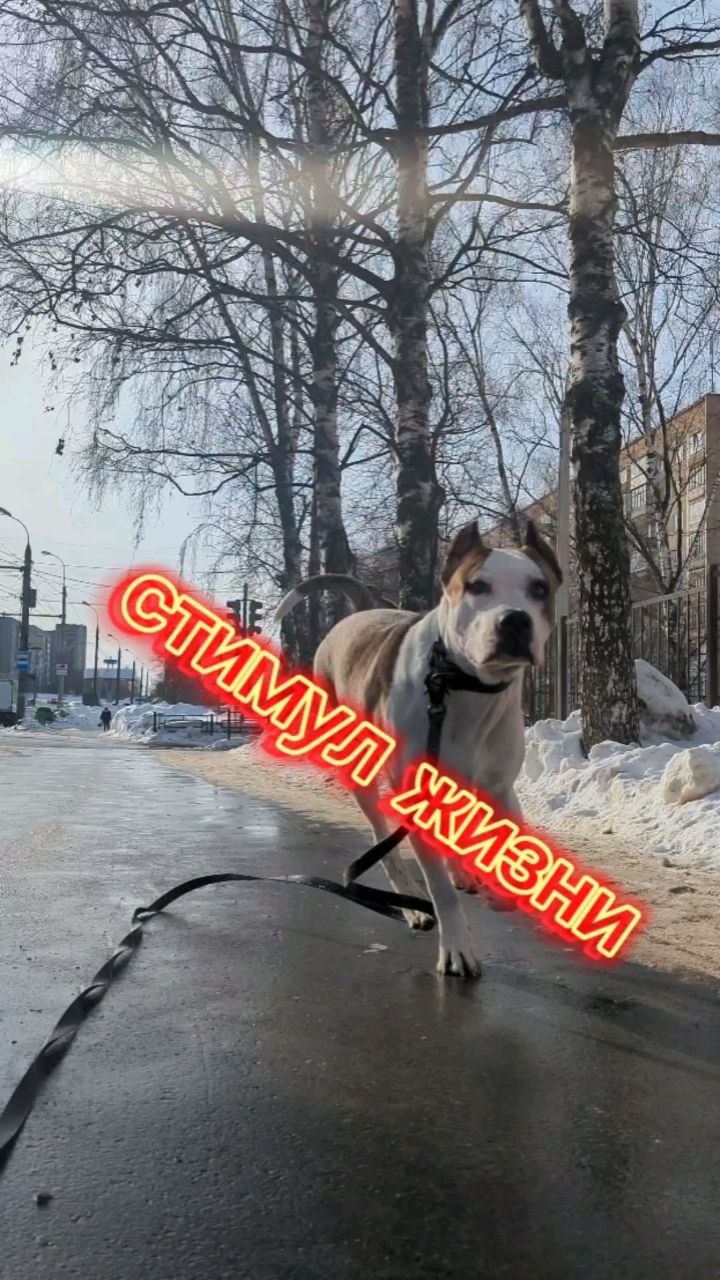 Жизнь Арчи в LOOKY. . Не теряйте веру в се...