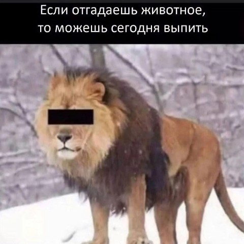 Будни Лоботряса в LOOKY. . 
