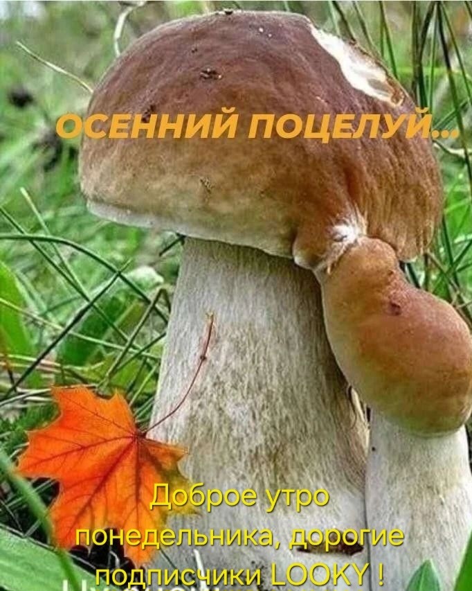 ДедМед